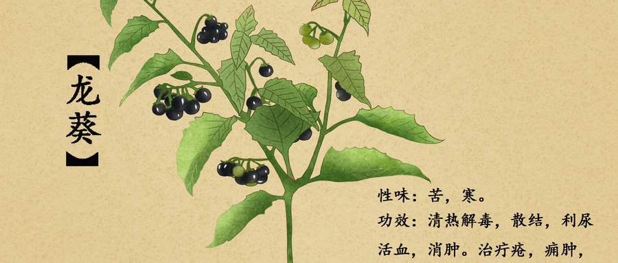摄图网_400963365_wx_中草药龙葵插画（企业商用）.jpg